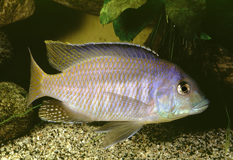 Mylochromis balteatus